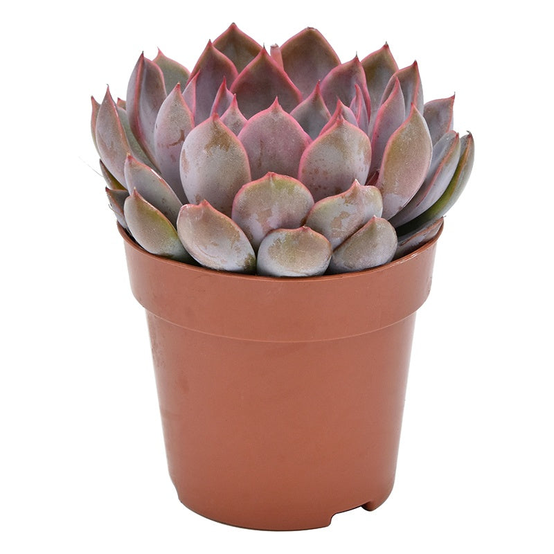 Echeveria Summer 14cm 8.5cm Pot