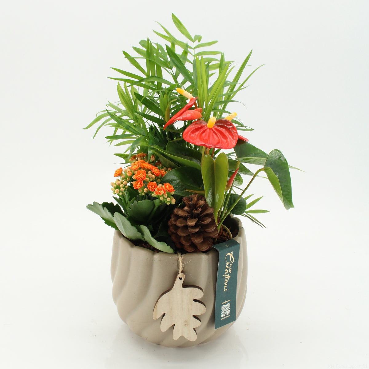 Indoor green arrangement 40cm 17cm Pot