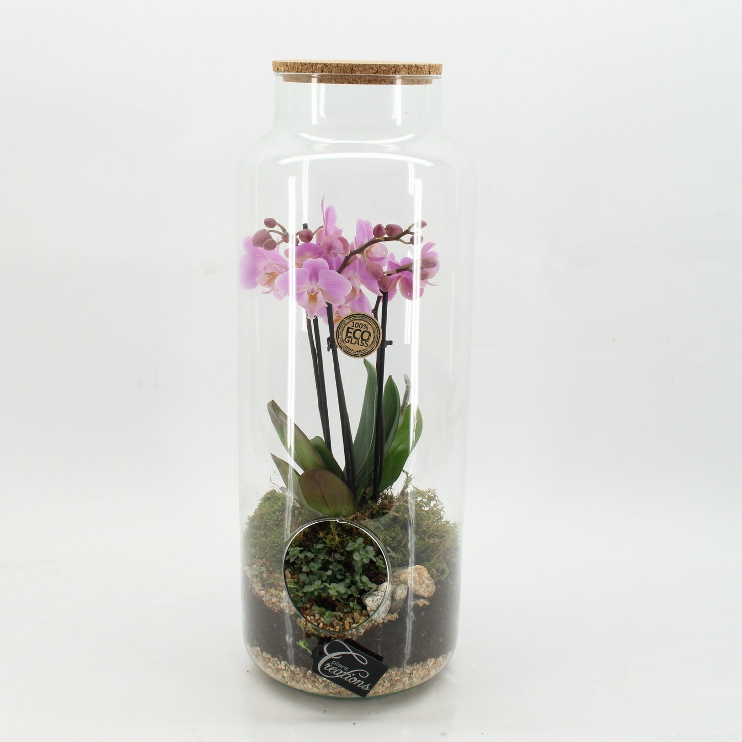 PHAL-2613RZ Phalaenopsis creatie terrarium 50cm 19cm Pot