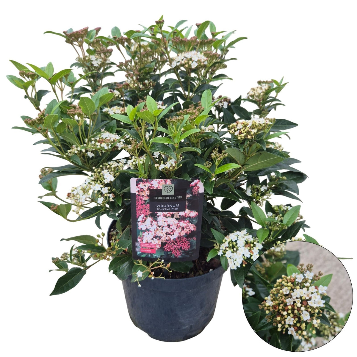 Viburnum tinus Eve Price 55cm 26cm Pot