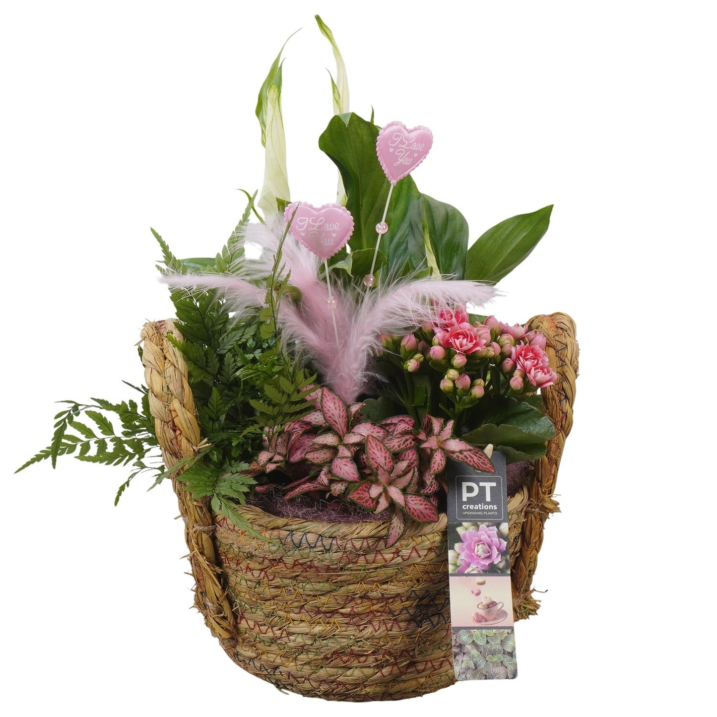 Indoor arrangement 34cm 18cm Pot