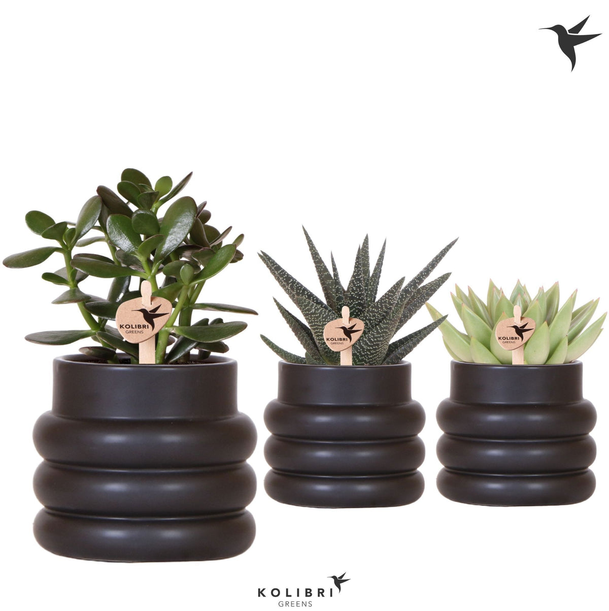 Succulent mix 21cm 9cm Pot