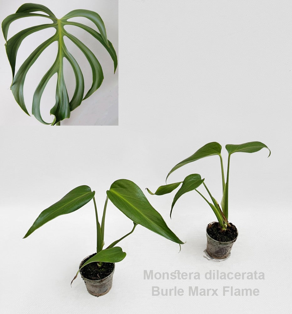 Monstera Variegated 22cm 7cm Pot