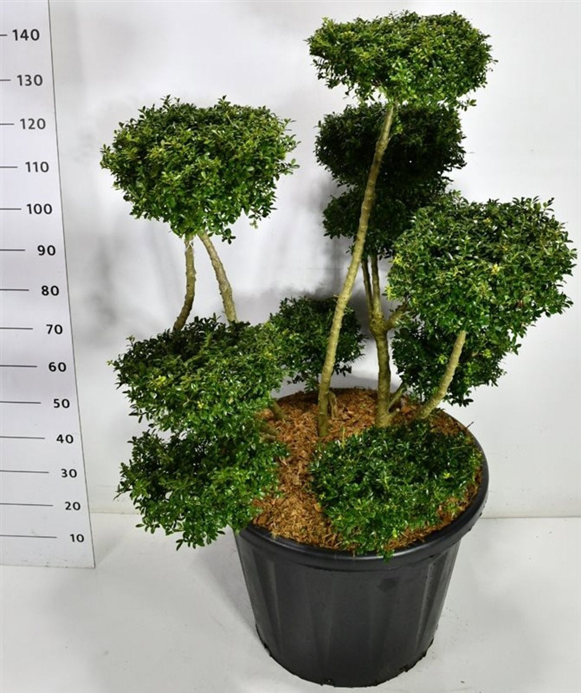 Ilex crenata 150cm 60cm Pot