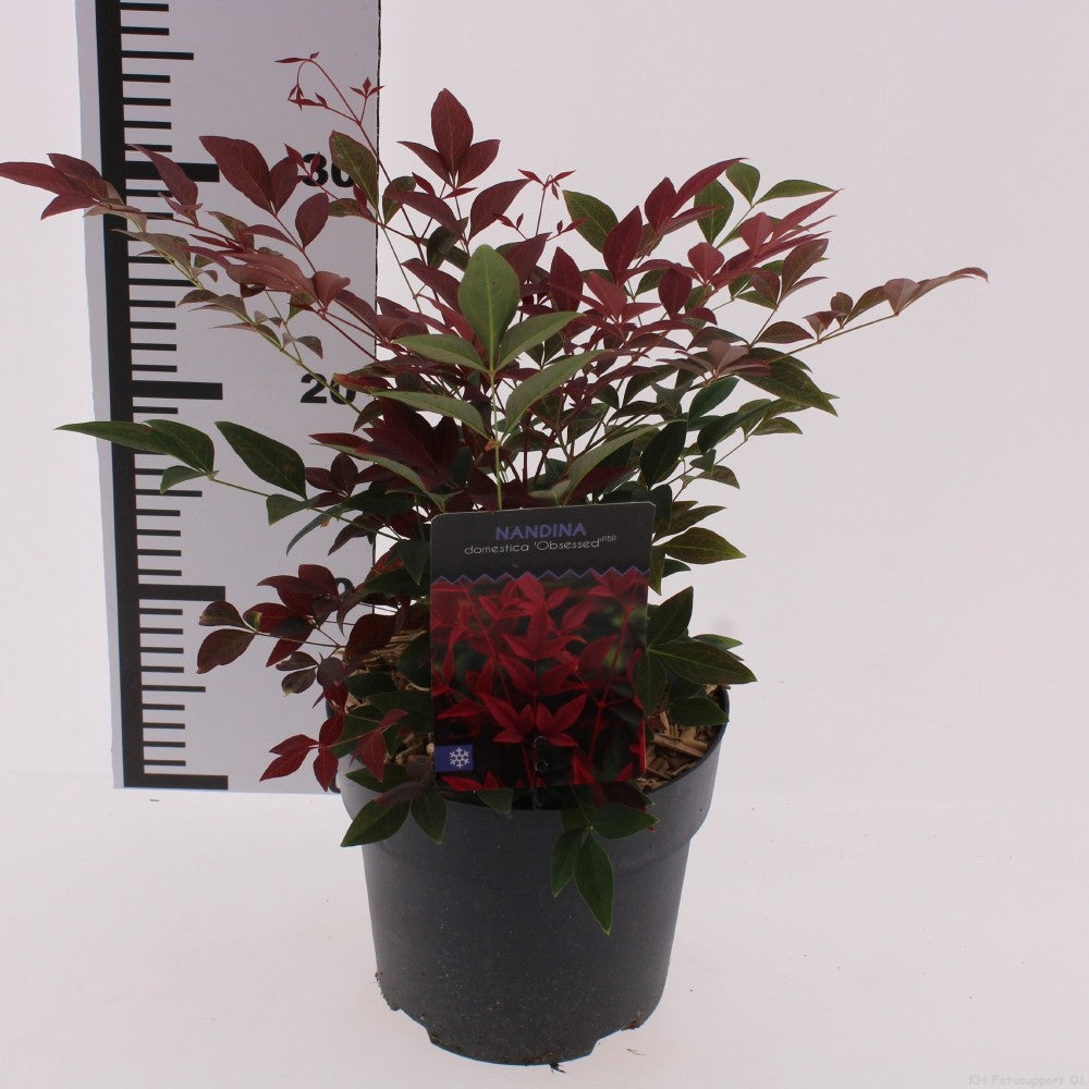Snepvangers Tuinplanten Nandina domestica Obsessed Pack of 6