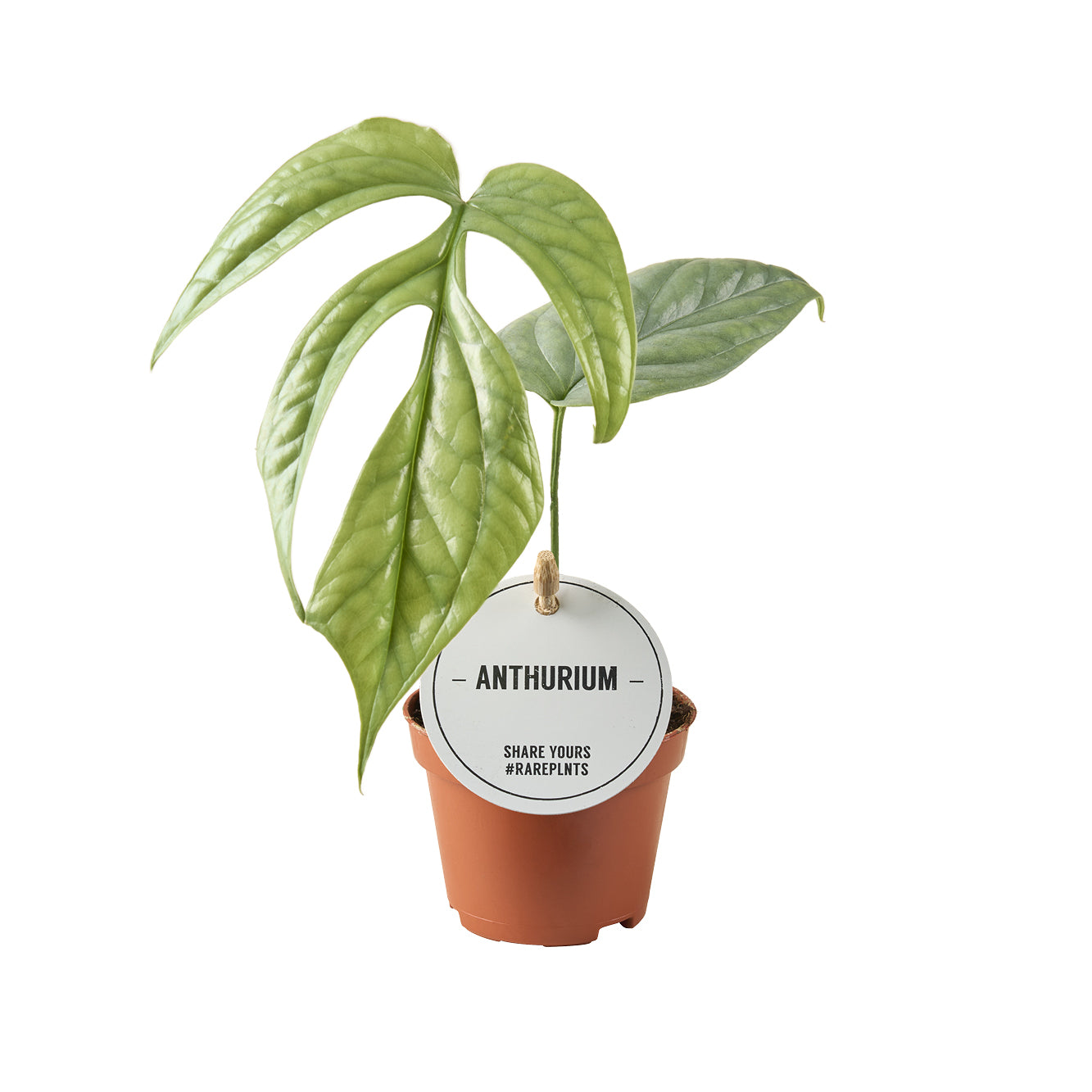 Monstera Variegated 12cm 6cm Pot