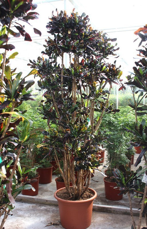Codiaeum Mammi 250cm 55cm Pot