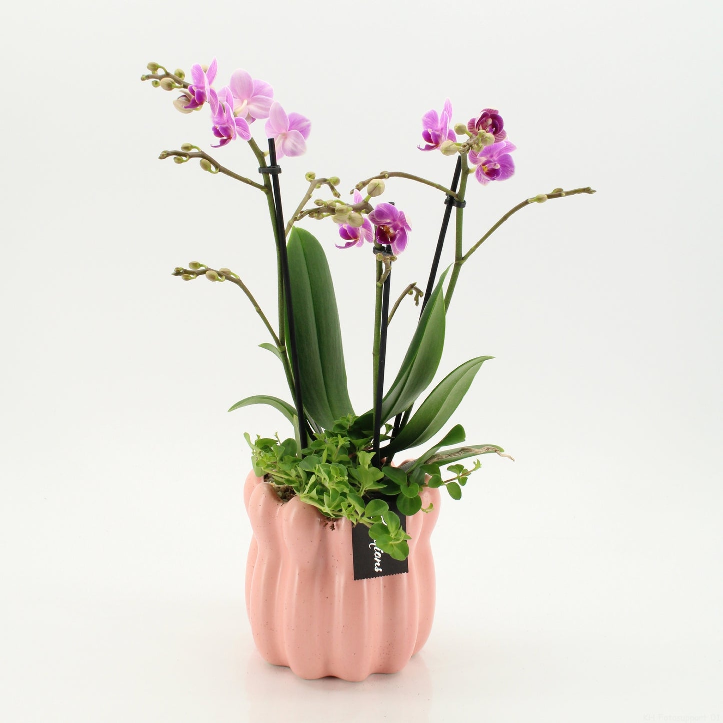 PHAL-2639RZ Phalaenopsis creatie 45cm 14cm Pot