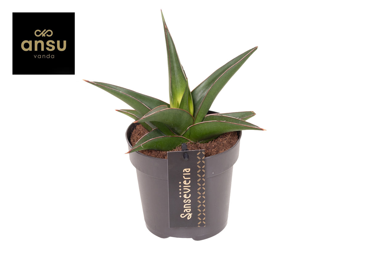 Sansevieria Comet Amazon Green 32cm 12cm Pot