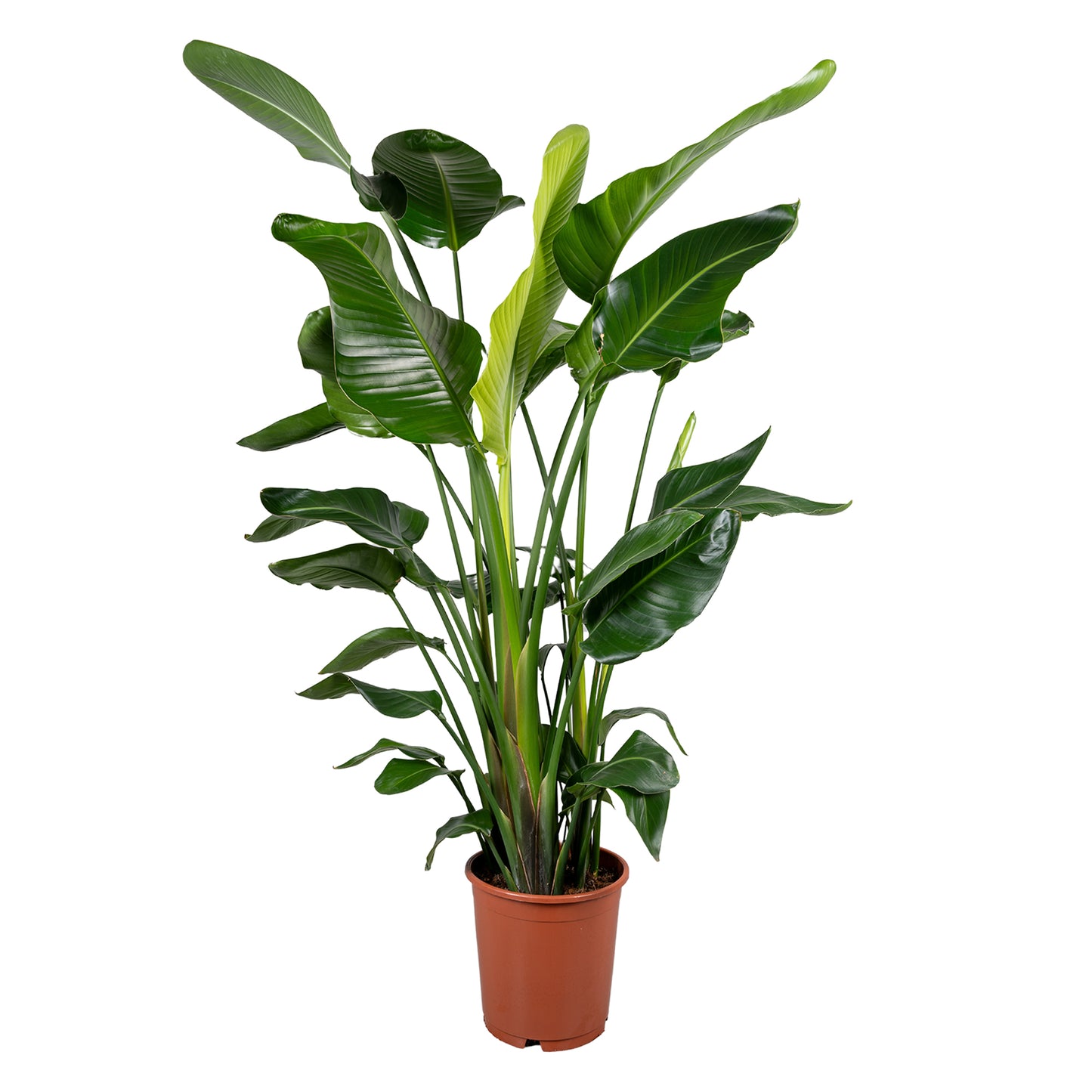 Strelitzia nicolai 130cm 24cm Pot