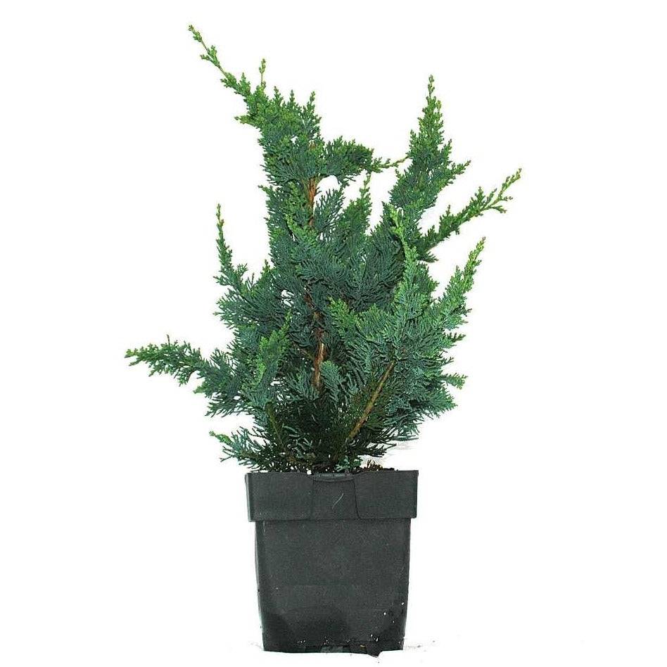 Chamaecyparis Wisselii 65cm 17cm Pot