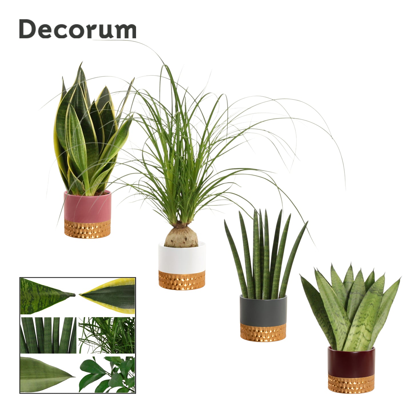 Foliage houseplants mix 20cm 9cm Pot