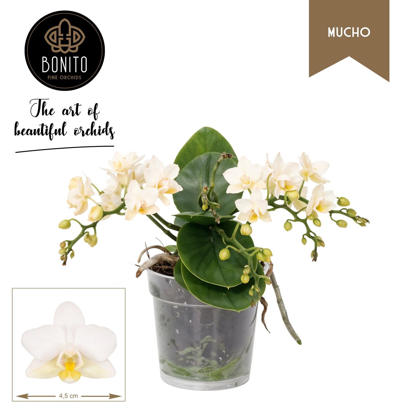 Phalaenopsis Evia 50cm 12cm Pot