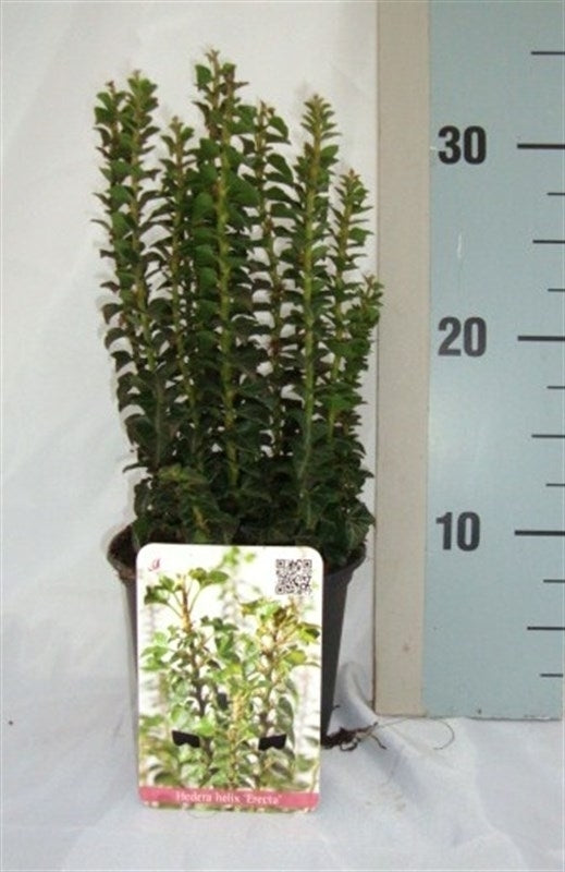 Hedera helix Erecta 13cm Pot