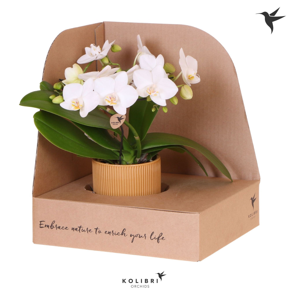 Phalaenopsis multiflora white 30cm 9cm Pot