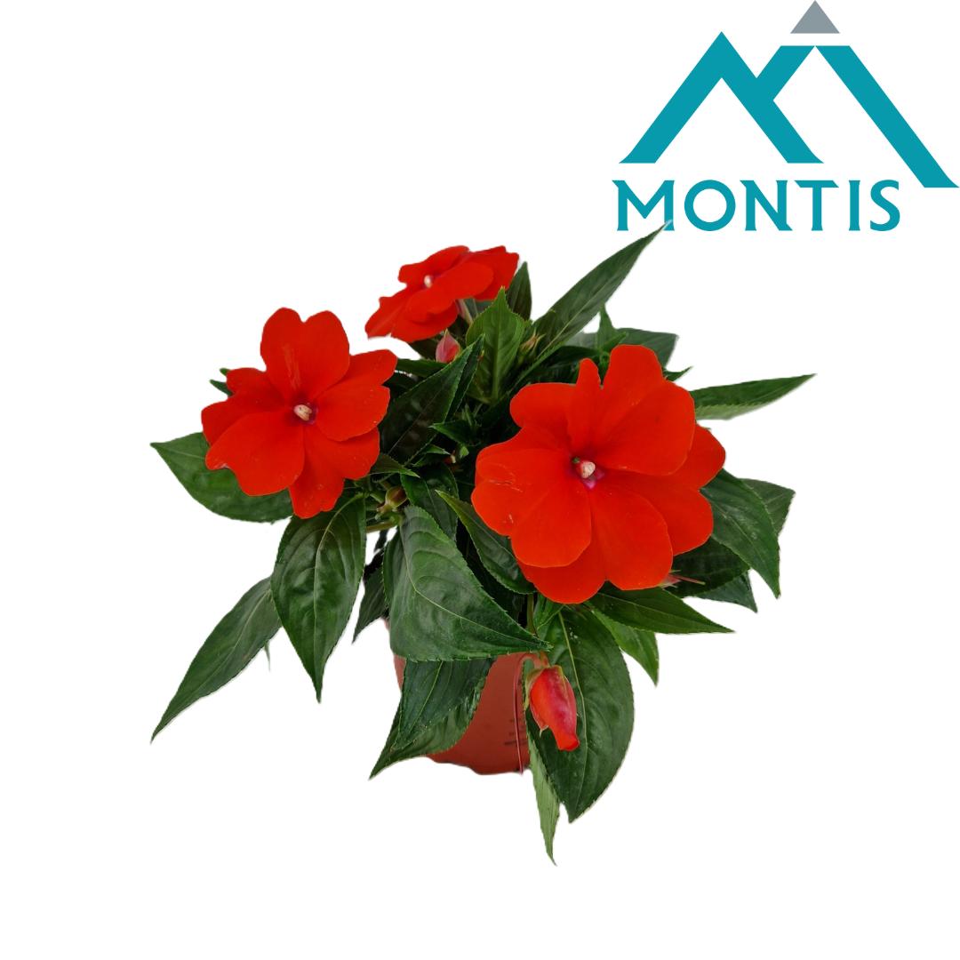 Impatiens ng. Colorpower Orange Red 25cm 13cm Pot