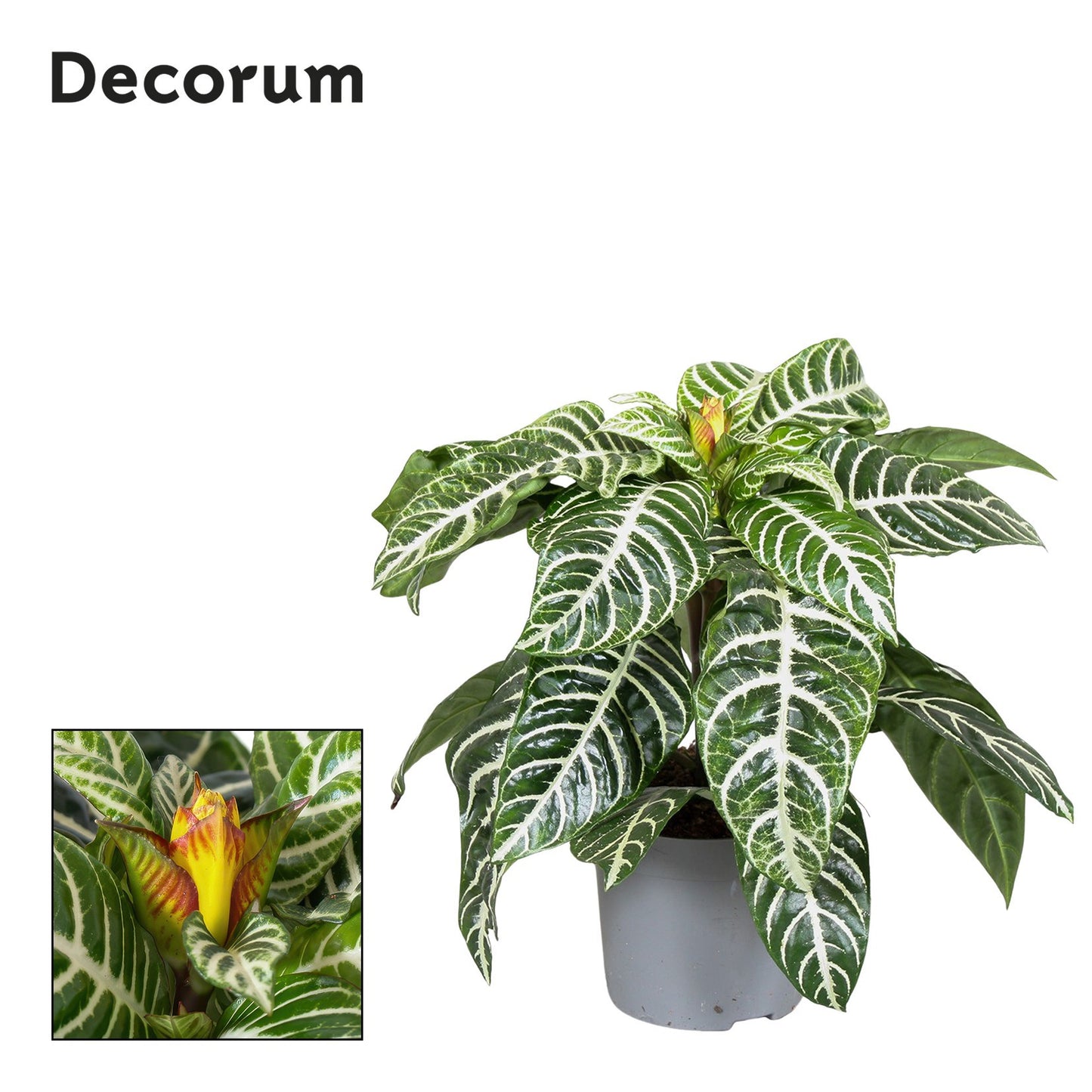 Aphelandra squarrosa 35cm 13cm Pot