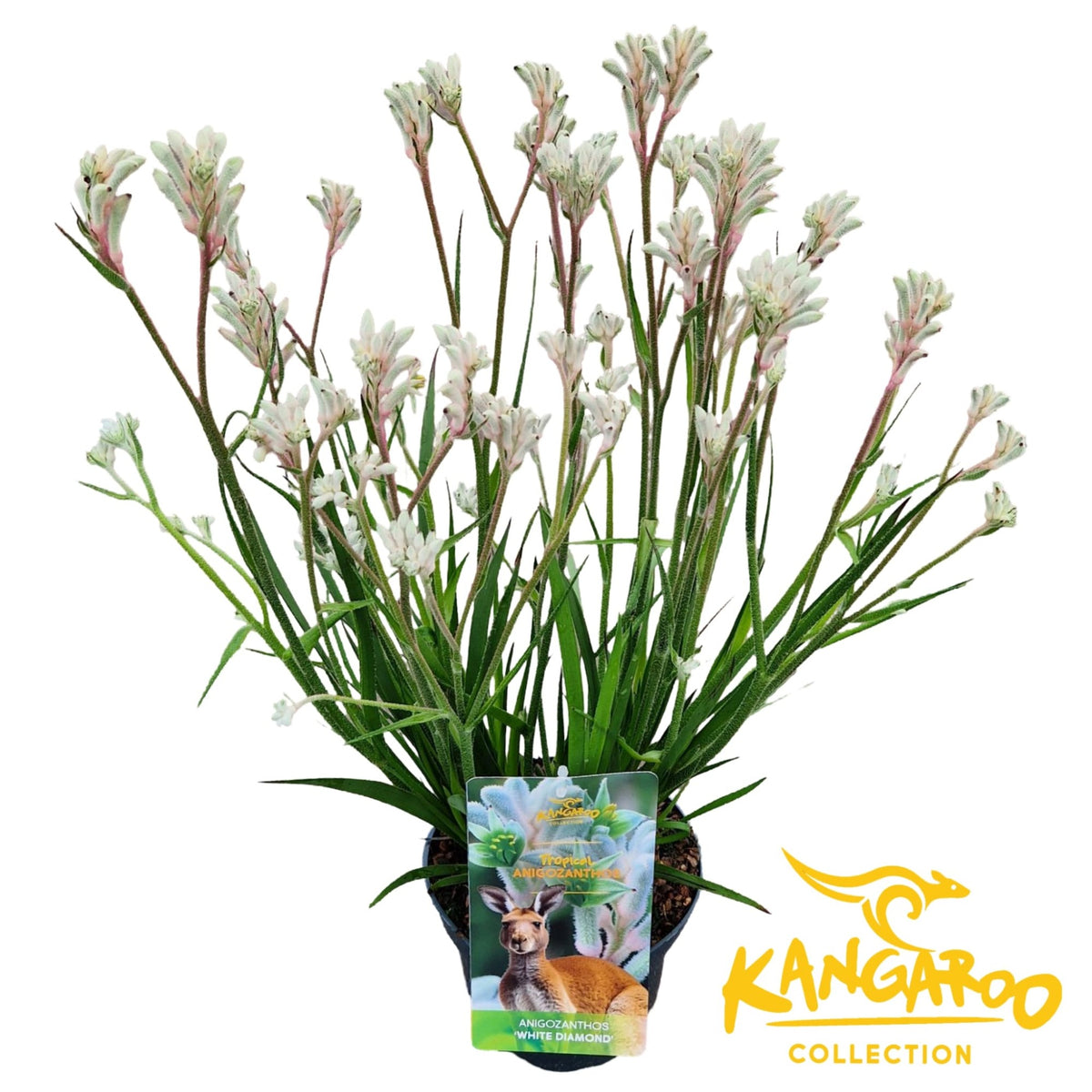 Anigozanthos Bush Inferno 45cm 17cm Pot