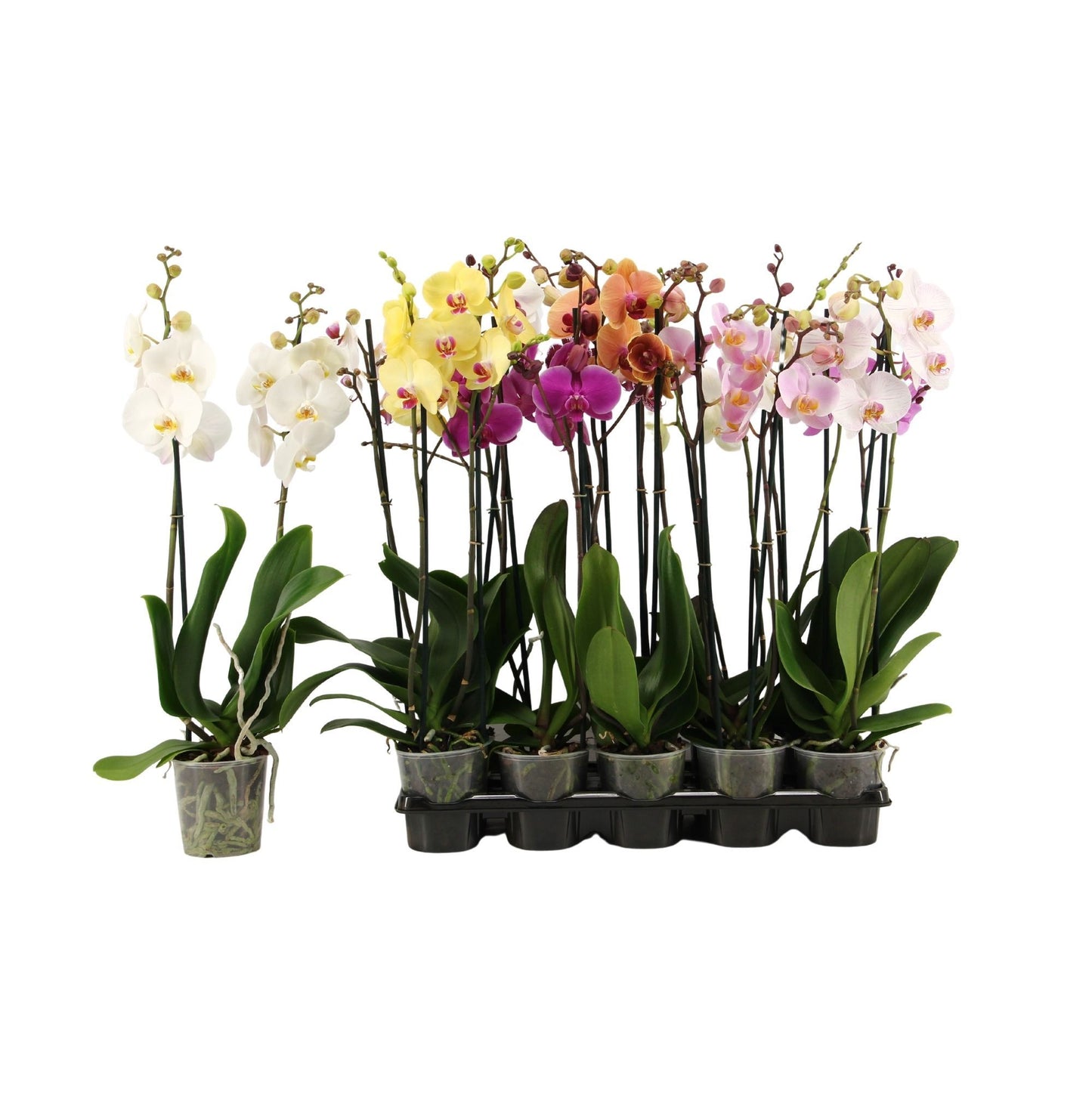 Phalaenopsis mix 65cm 12cm Pot