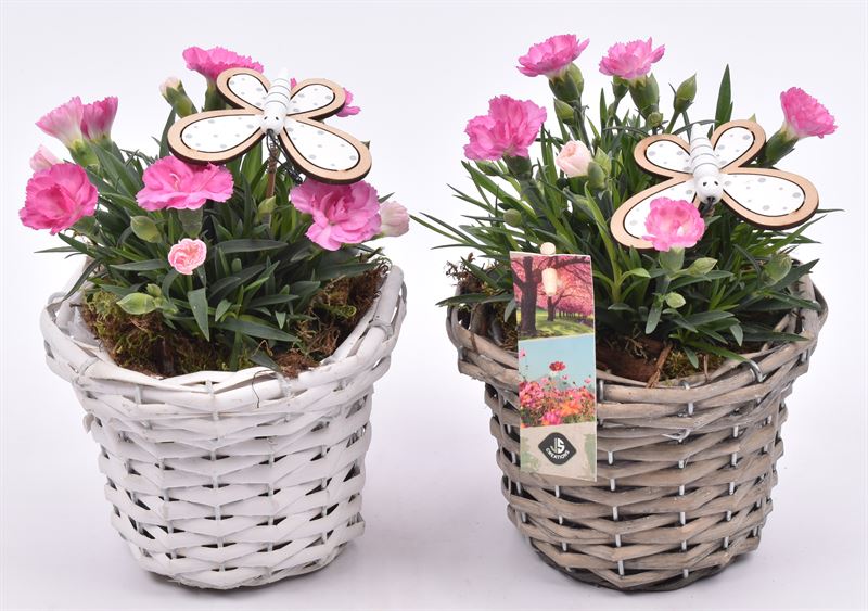 Outdoor arrangement 14cm Pot