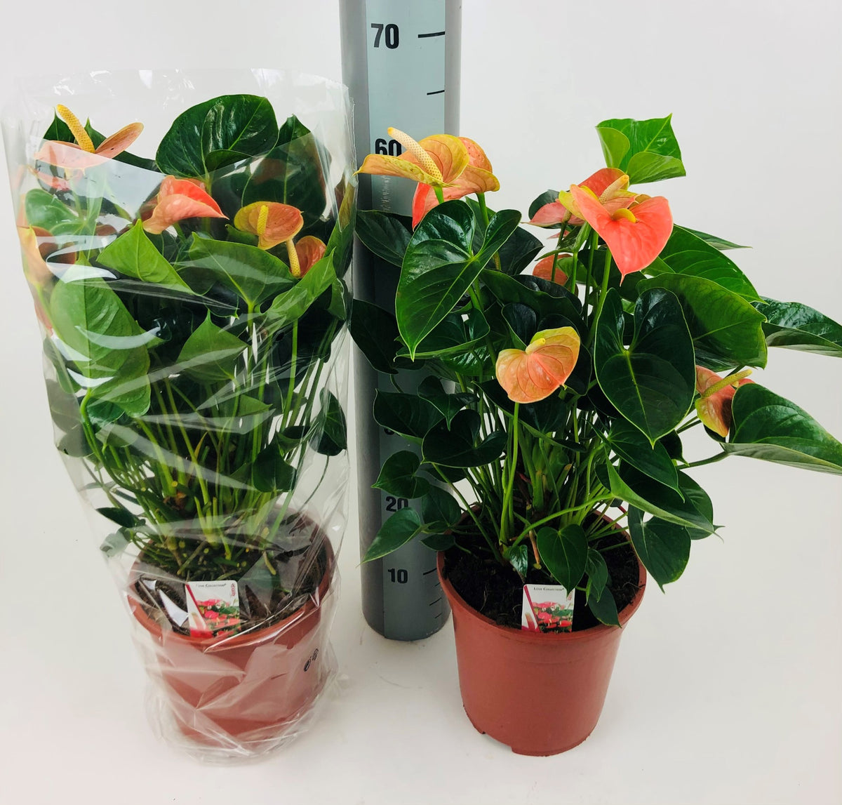 Anthurium andraeanum 65cm 21cm Pot