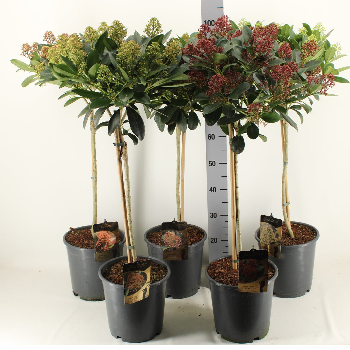 Skimmia japonica mix 115cm 24cm Pot