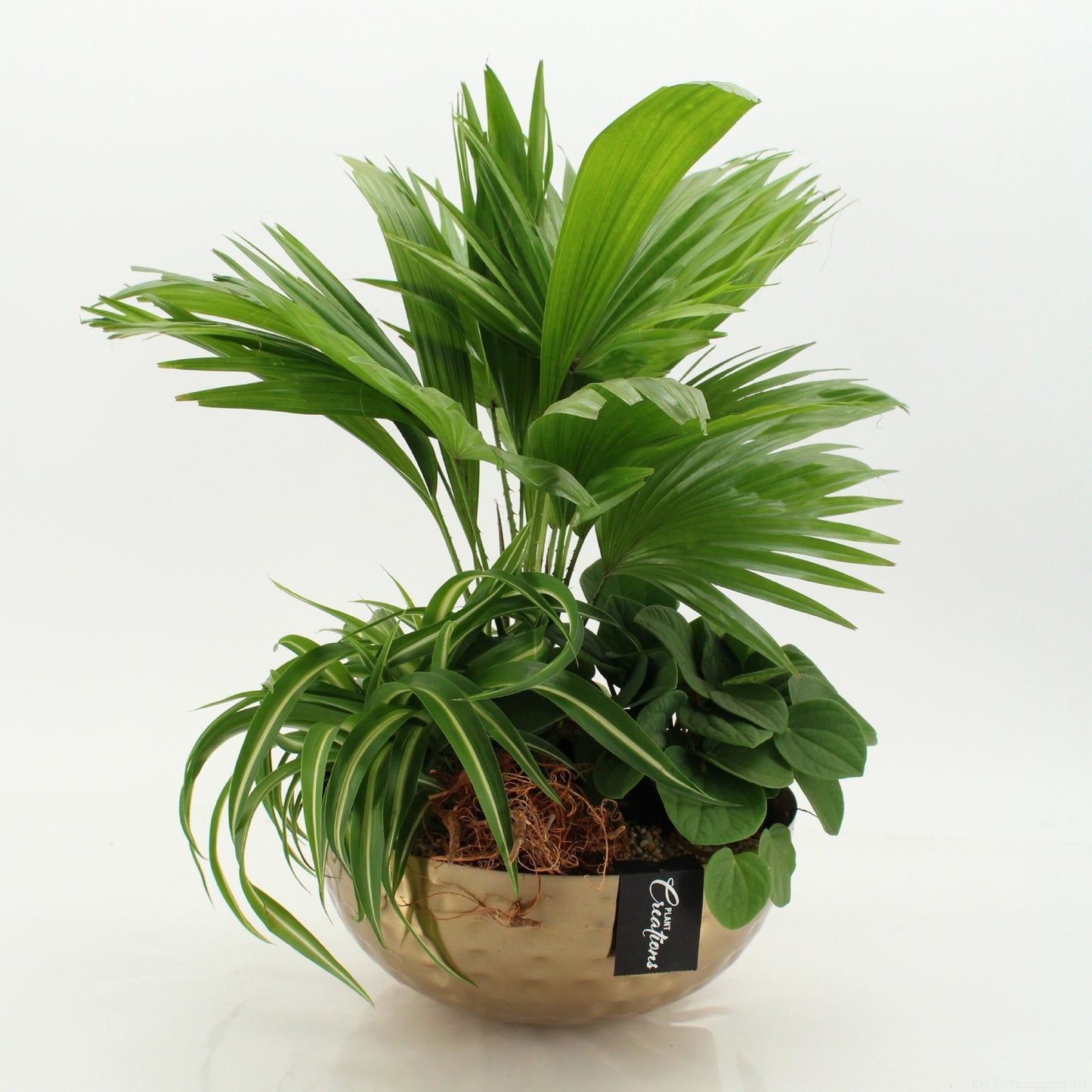 Indoor green arrangement 50cm 26cm Pot