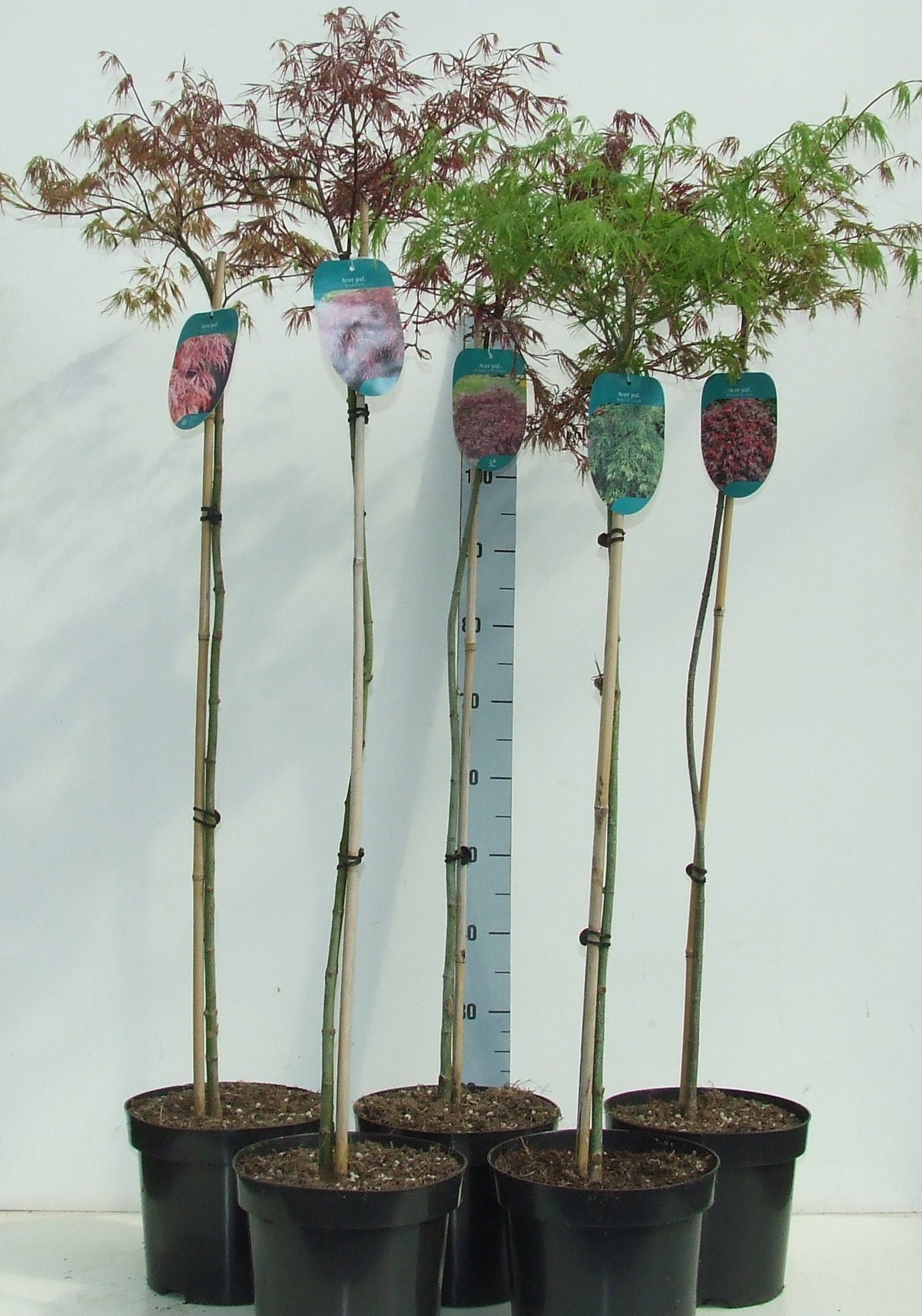 Acer palmatum mix 120cm 26cm Pot