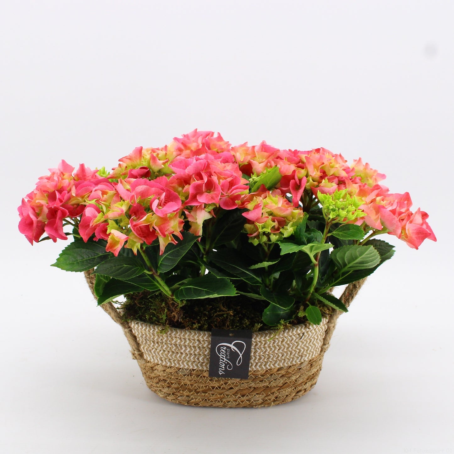 KHCR-2610RZ Hydrangea creations 30cm 24cm Pot