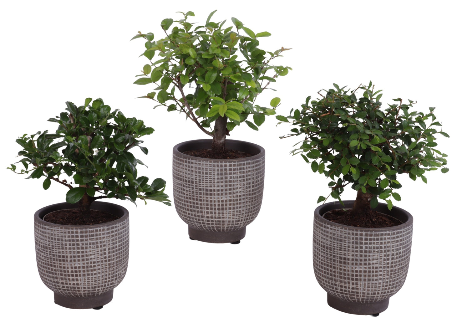 Bonsai mix 25cm 11cm Pot