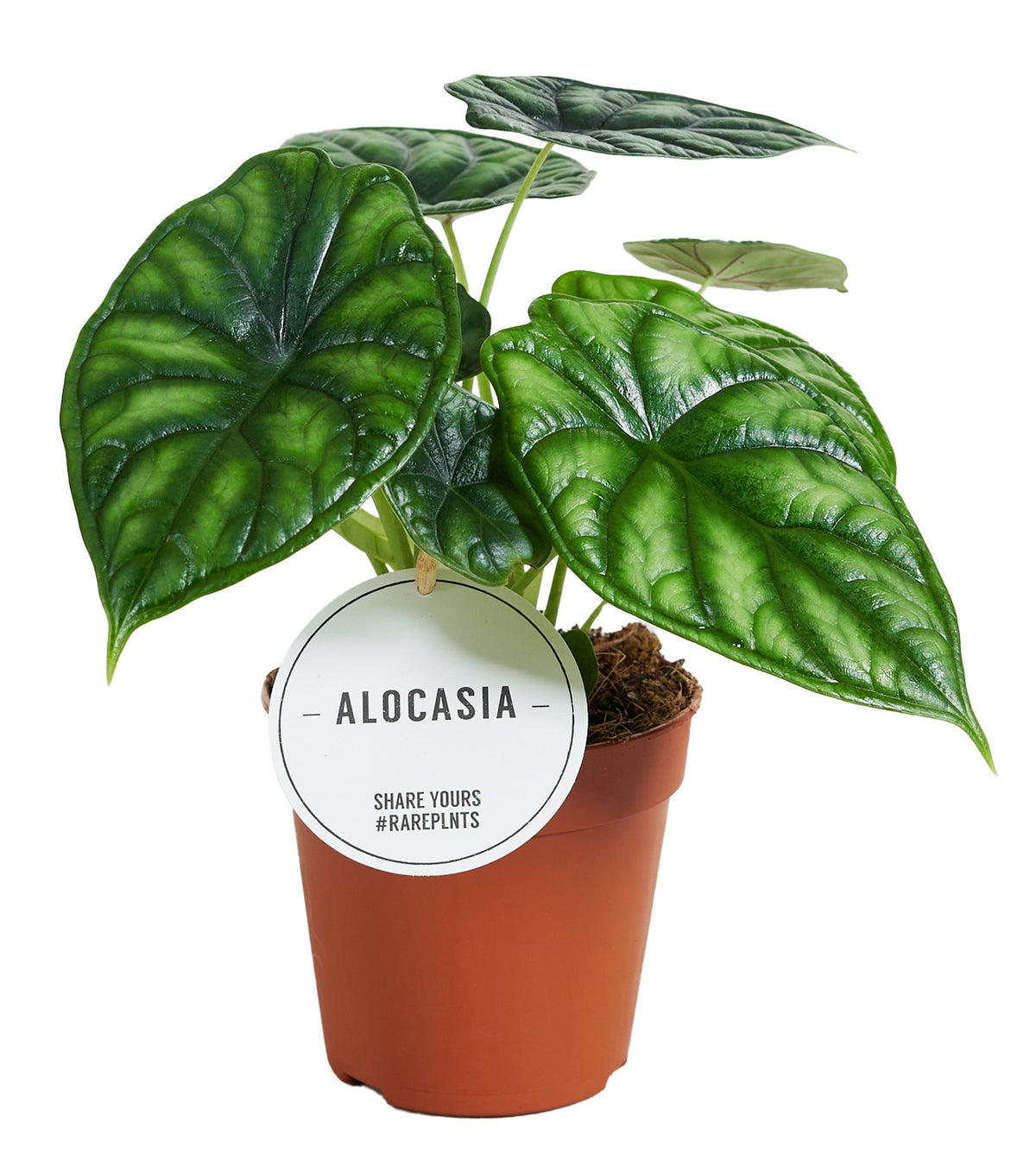 Alocasia Dragon Scale 25cm 12cm Pot