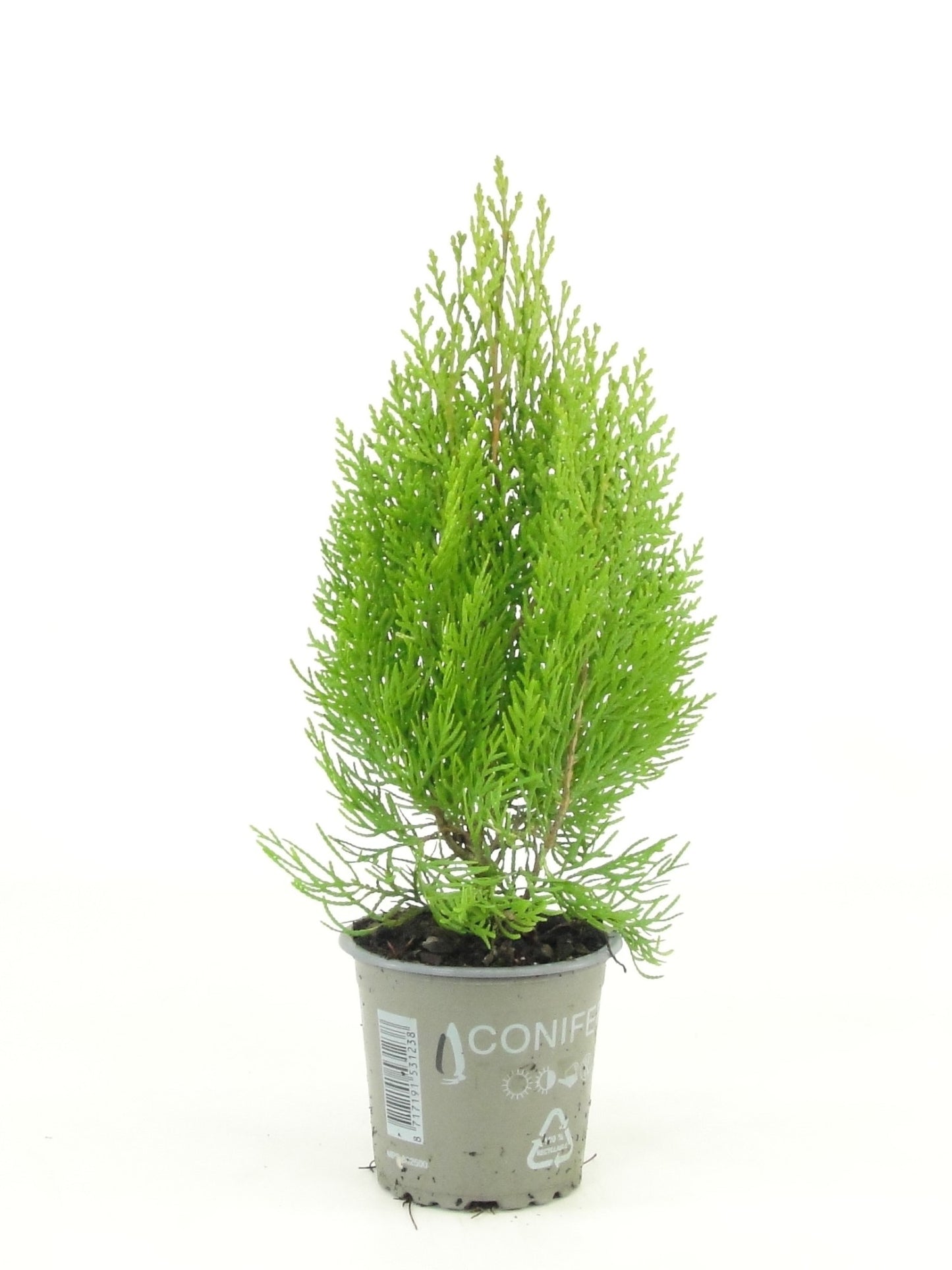 Platycladus or. Pyramidalis Aurea 15cm 9cm Pot