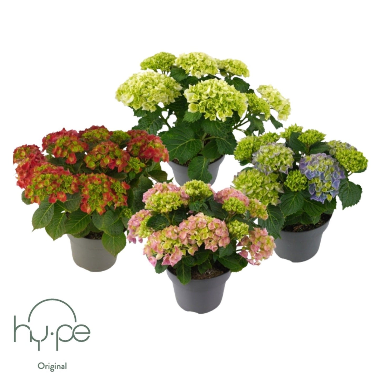 Hydrangea macrophylla 40cm 19cm Pot
