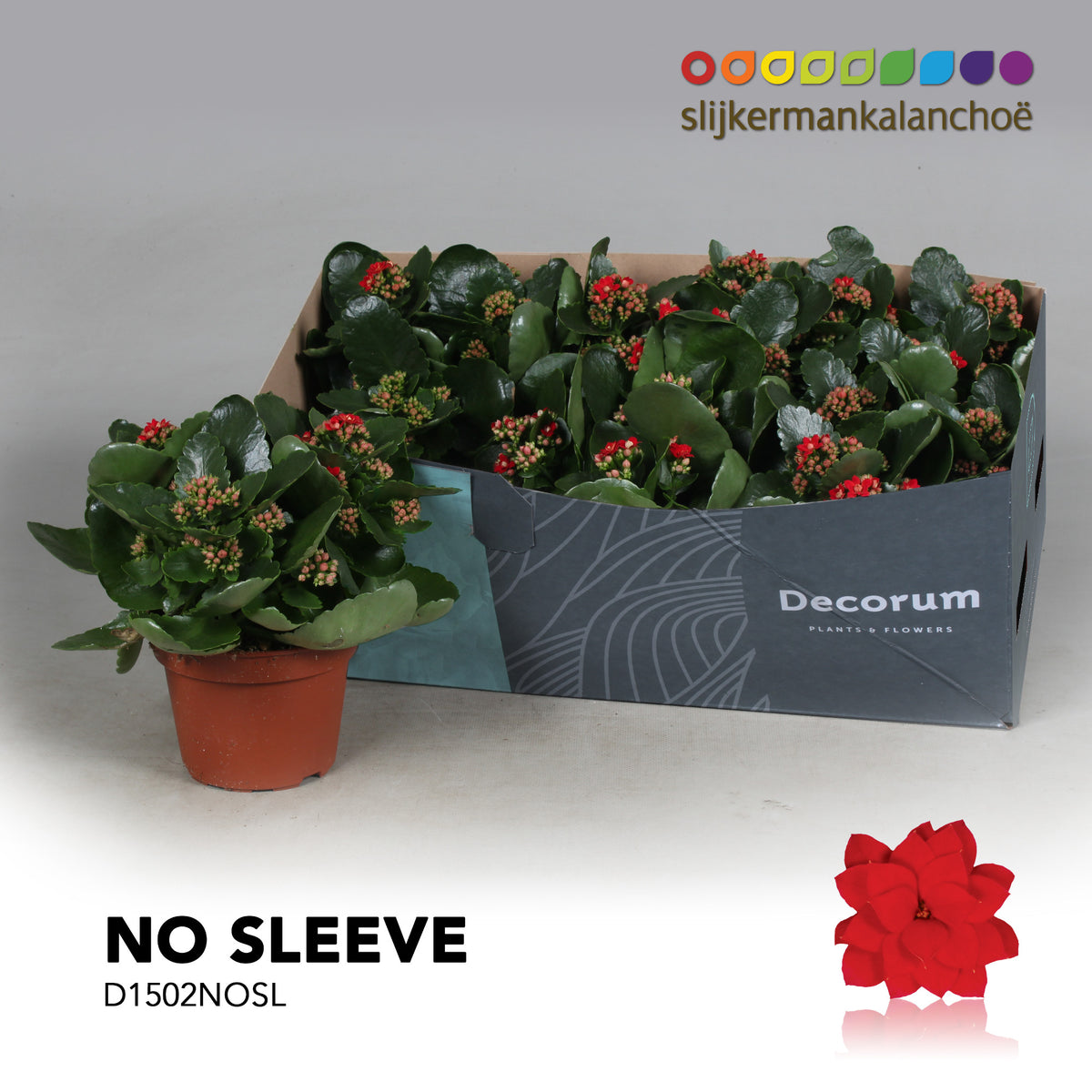 SlijkermanKalanchoe Kalanchoe Secret Red Pack of 6