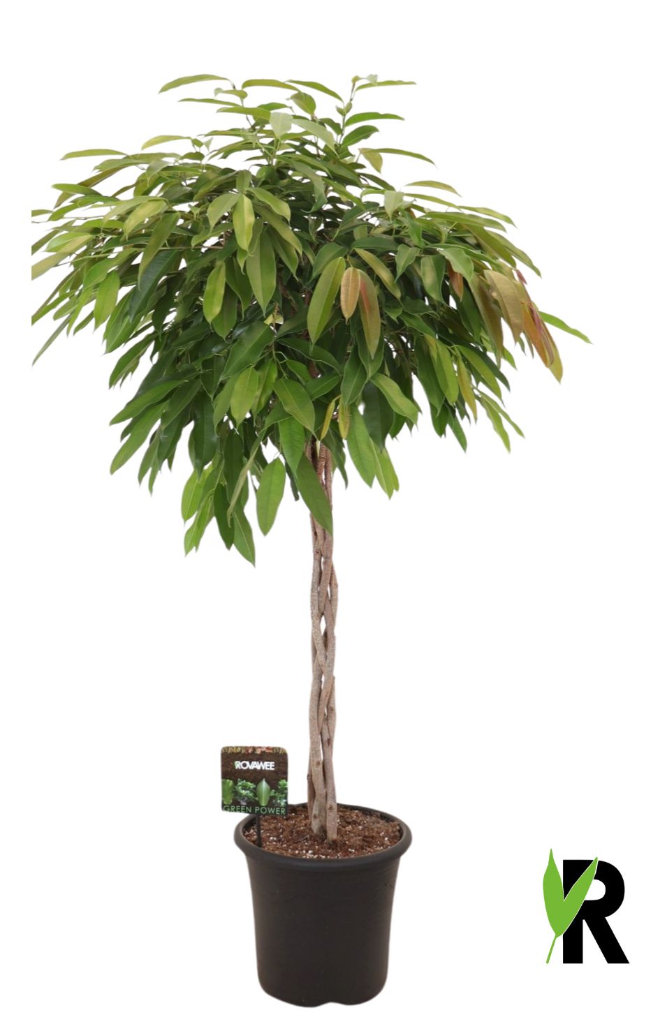 Ficus Amstel King 150cm 32cm Pot