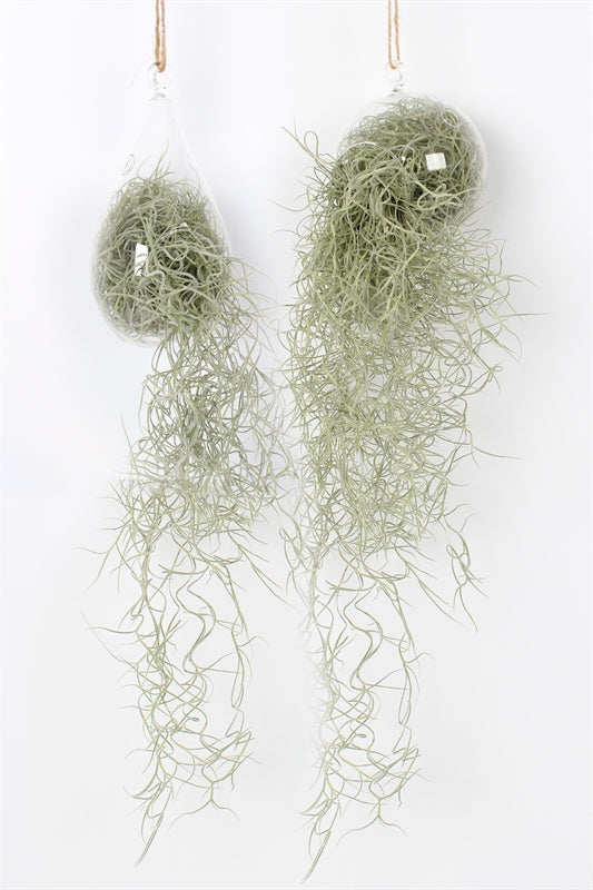 Tillandsia usneoides