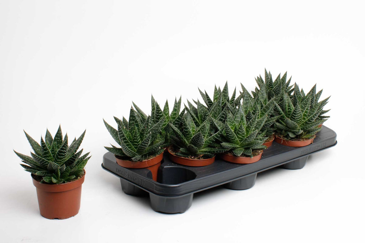 Gasteria 15cm 10.5cm Pot