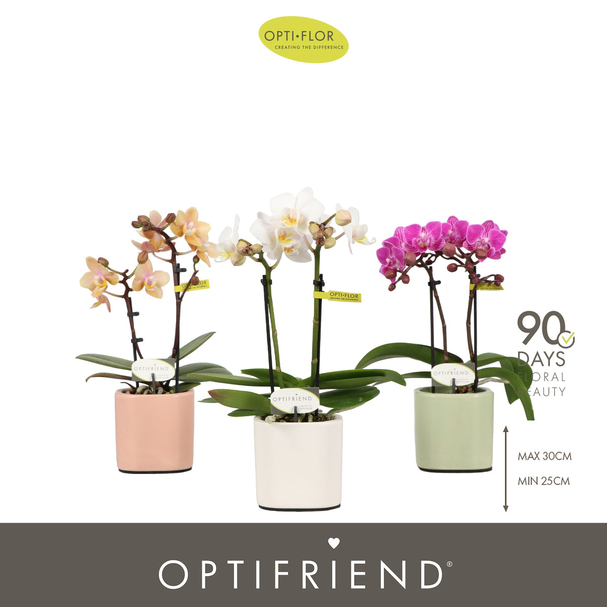 Phalaenopsis mix 25cm 7cm Pot