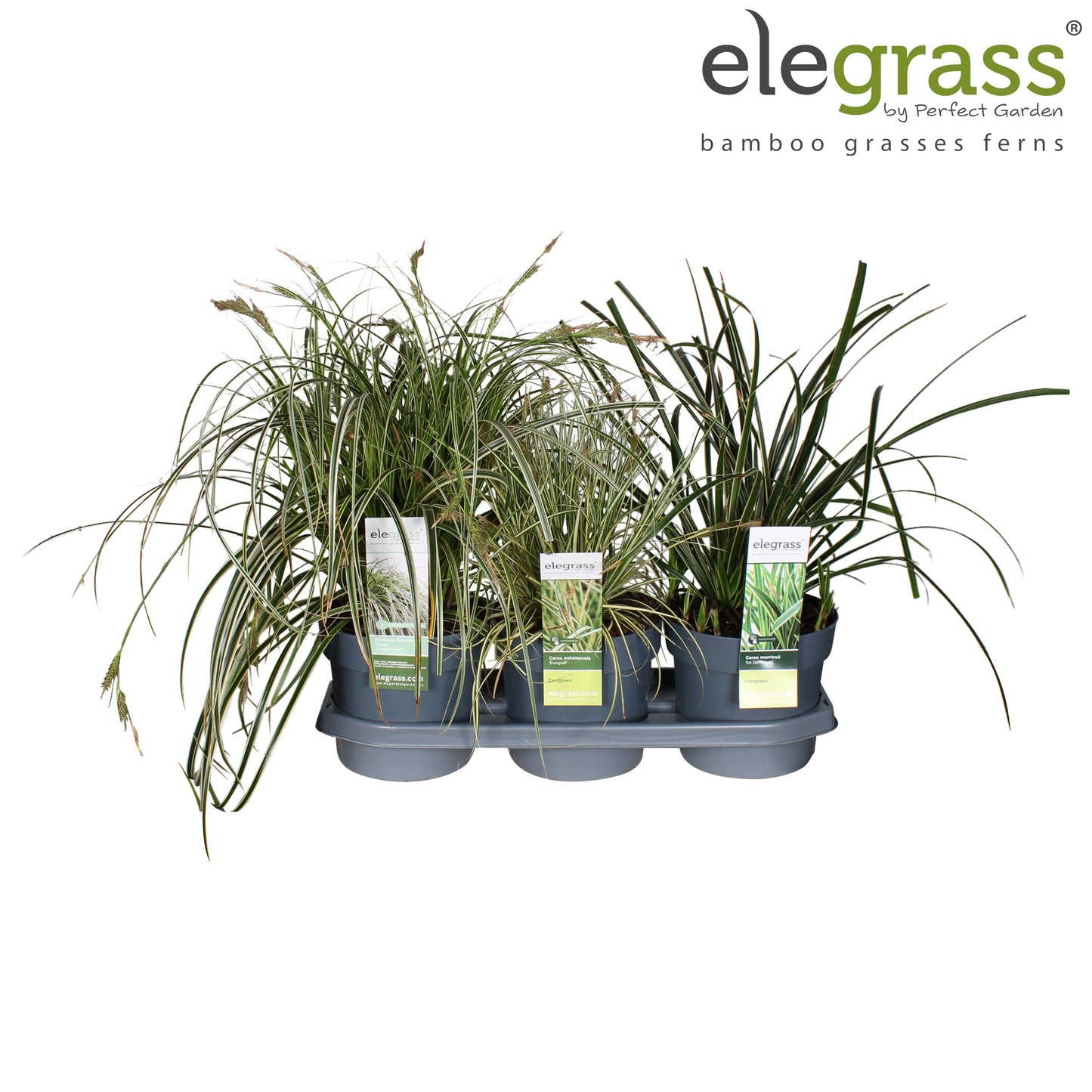 Hoogeveen Plants BV Miscanthus sinensis Pack of 3