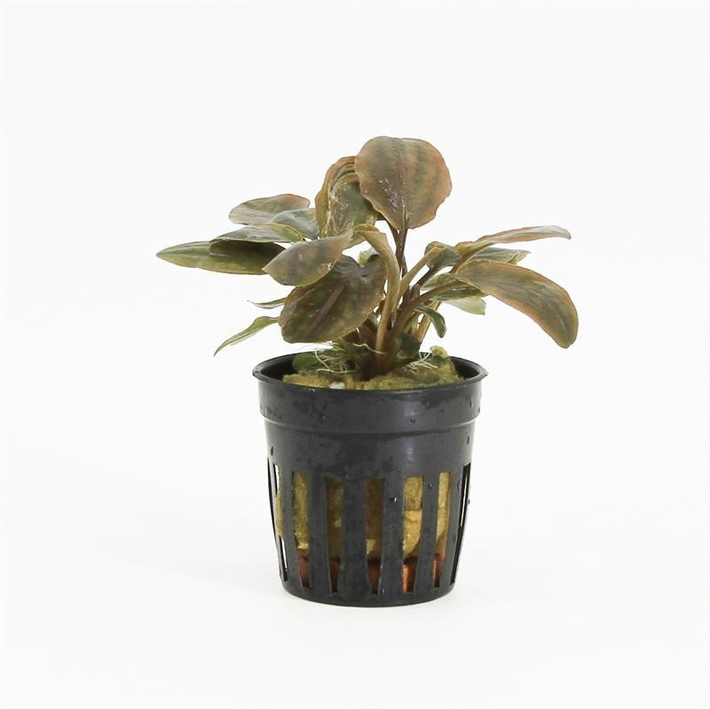 Aquarium plant mix 10cm 5cm Pot