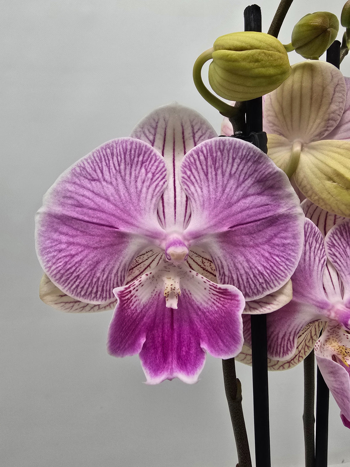 Phalaenopsis Hybrid 55cm 12cm Pot