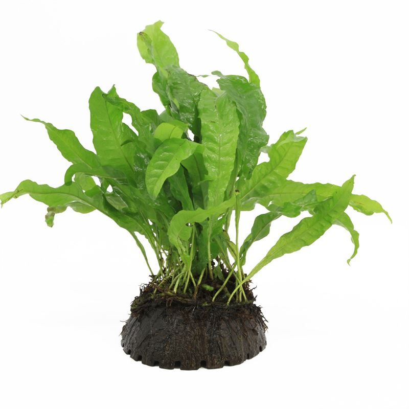 Aquarium plant mix 5cm 2cm Pot
