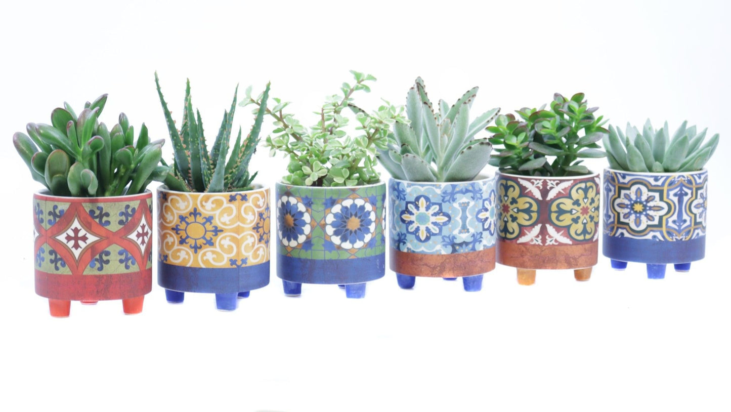 Succulent mix 20cm 9cm Pot