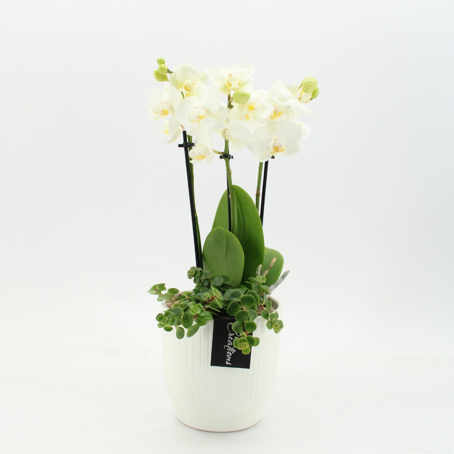 PHAL-2656W Phalaenopsis creatie 45cm 14cm Pot