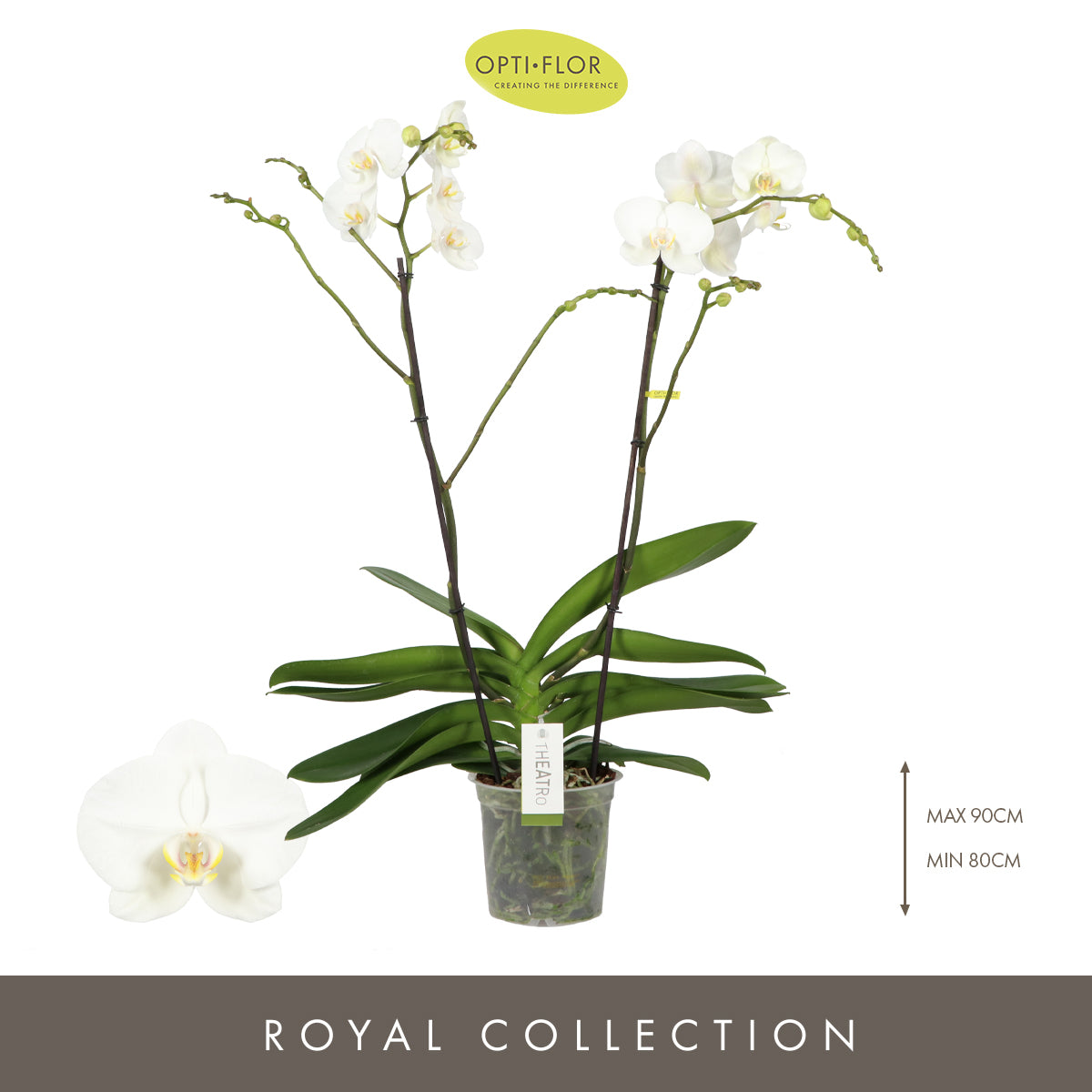 Phalaenopsis Theatro Classico white 85cm 17cm Pot