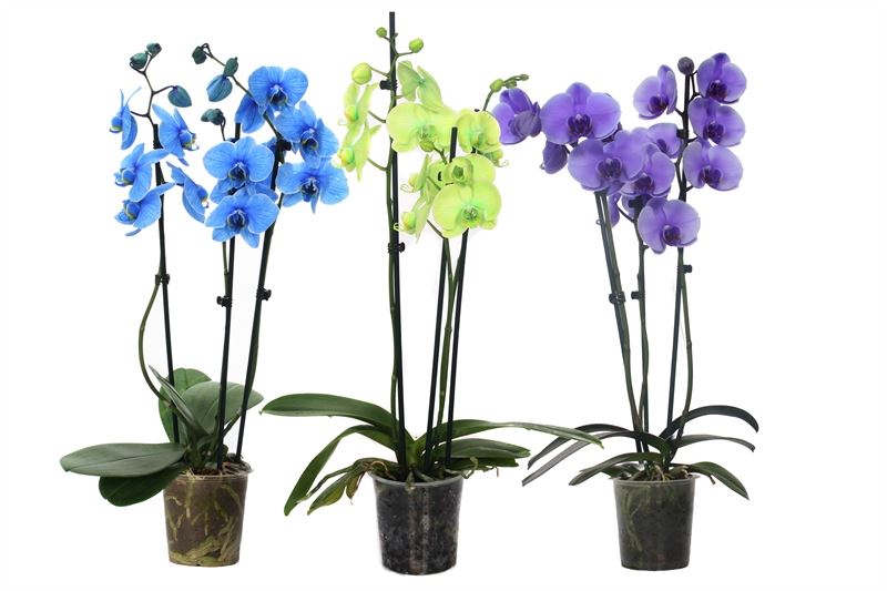 Phalaenopsis Hybrid 55cm 12cm Pot