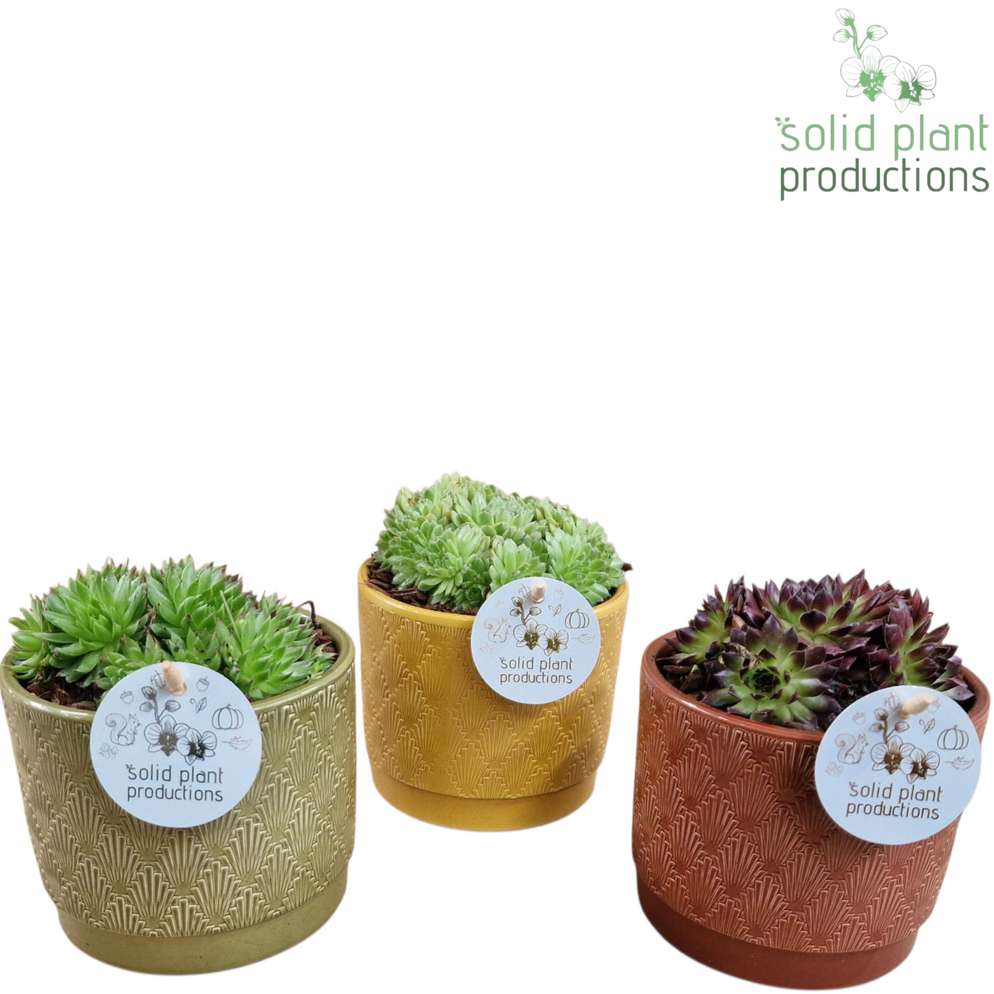 SMP001 Ariël Autumn Sempervivum 17cm 12cm Pot
