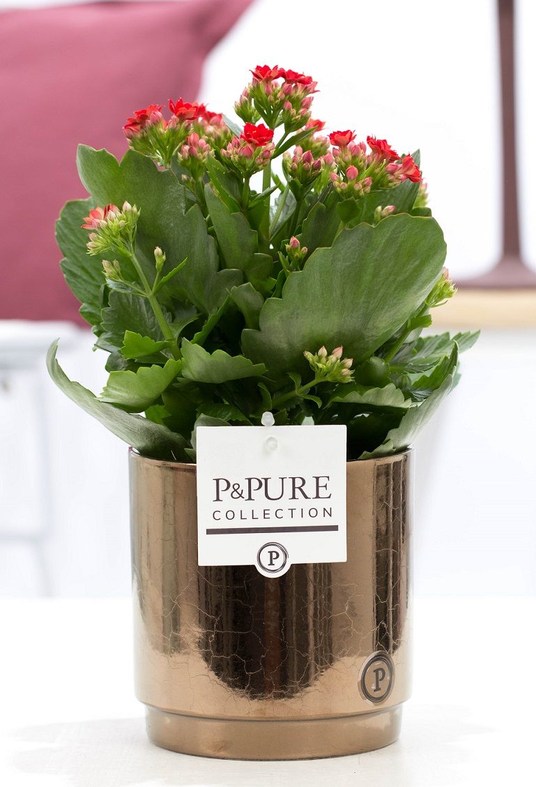 Kalanchoe Rosalina Amador Red 27cm 12cm Pot