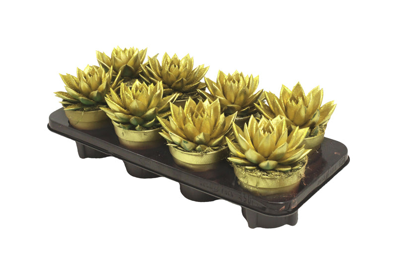 Echeveria Miranda 15cm 12cm Pot