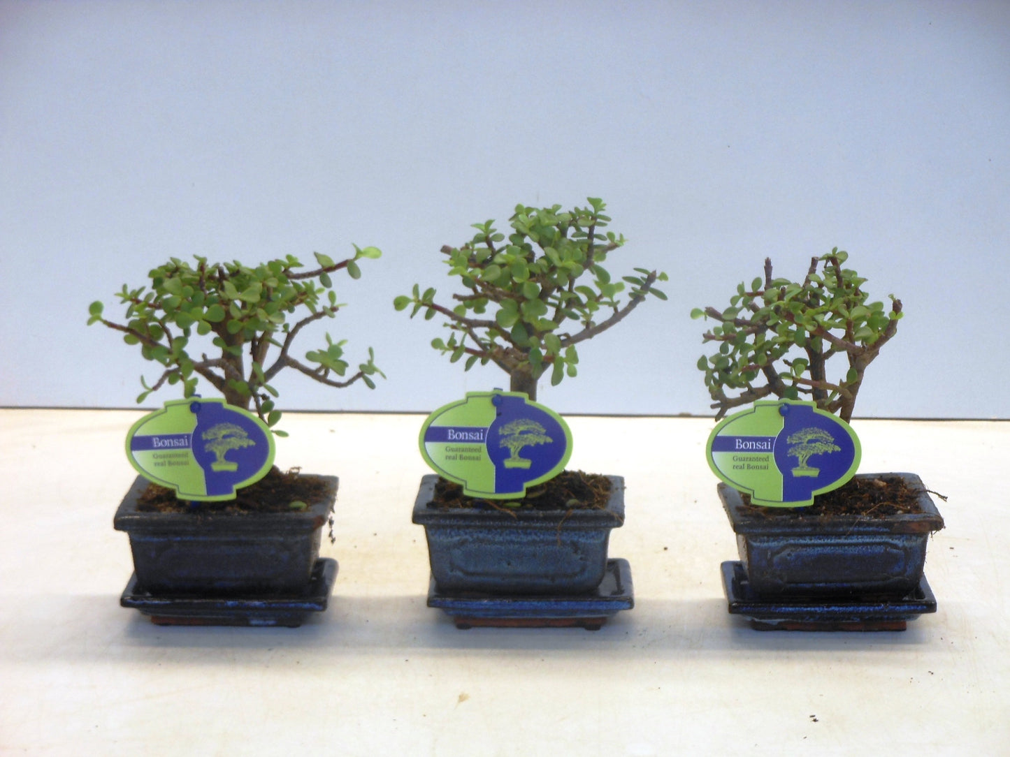 Lodder Bonsai BV Portulacaria afra Pack of 12